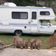 Illustration for article titled Mini Campers